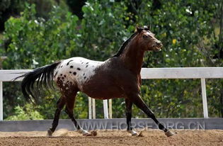 马的英文怎么读horse，马的英文复数怎么读